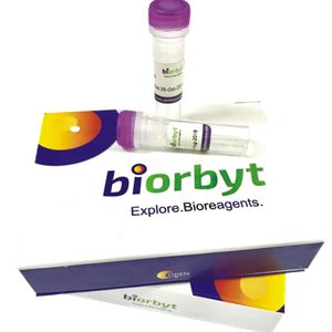 biorbyt免疫组化抗体，高质量单抗