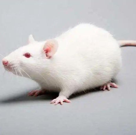 乳腺癌模型EMT-6