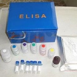 大鼠大内皮素(Big ET)ELISA试剂盒