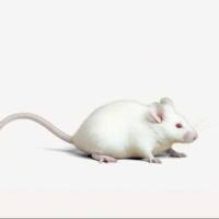 肺癌模型NCI-H292 