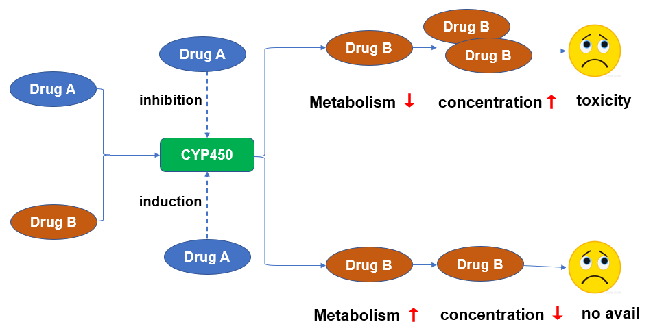 原代肝细胞：药物研发最强“CP”