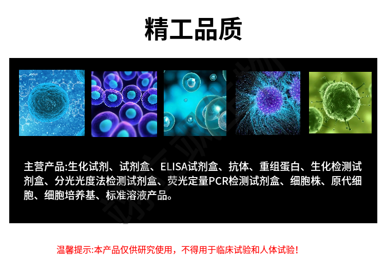 IBRS-2 [IB-RS-2](猪肾细胞)