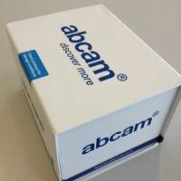 Anti-Saporin antibody