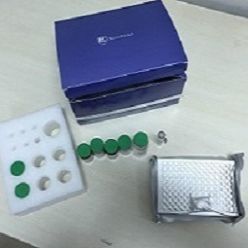 猪内皮素1(ET-1)ELISA试剂盒