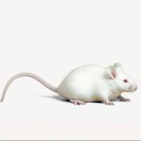 肺癌模型NCI-H1703