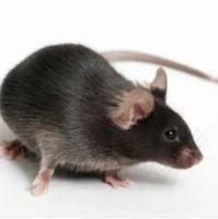 结肠癌模型MC-38