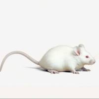 肺癌模型NCI-H358 