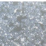 HC11 Mammary Epithelium 小鼠乳腺上皮细胞