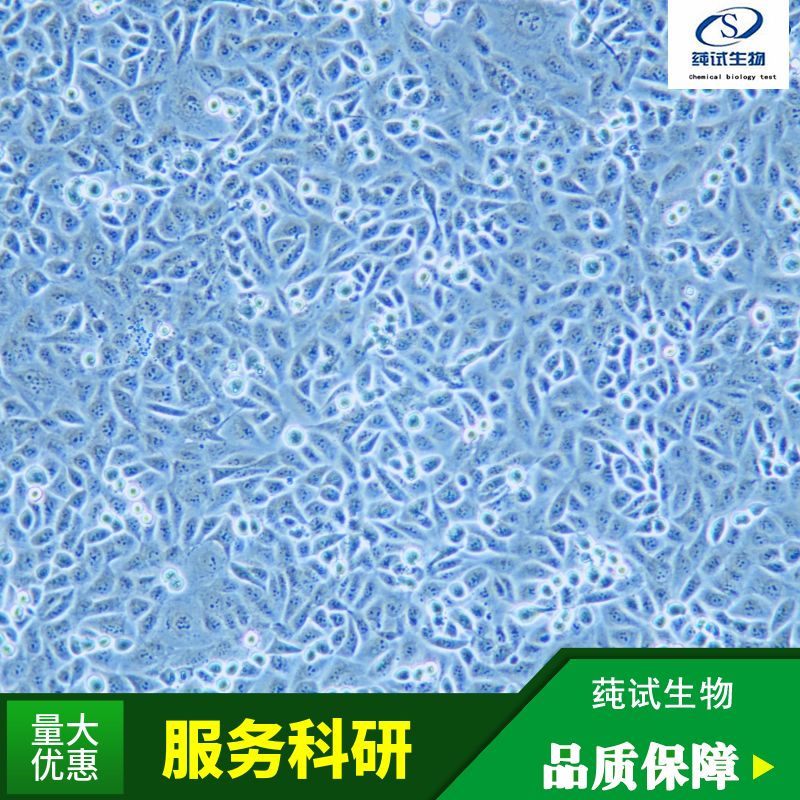 BxPC-3(人原位胰腺腺癌细胞)(STR鉴定正确)