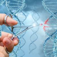 CRISPR/Cas9/文库筛选/CRISPR/Cas9文库