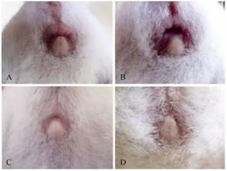 动物实验小鼠繁育烦恼：为什么小鼠就是不生仔
