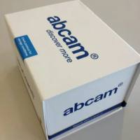 Anti-Entactin antibody