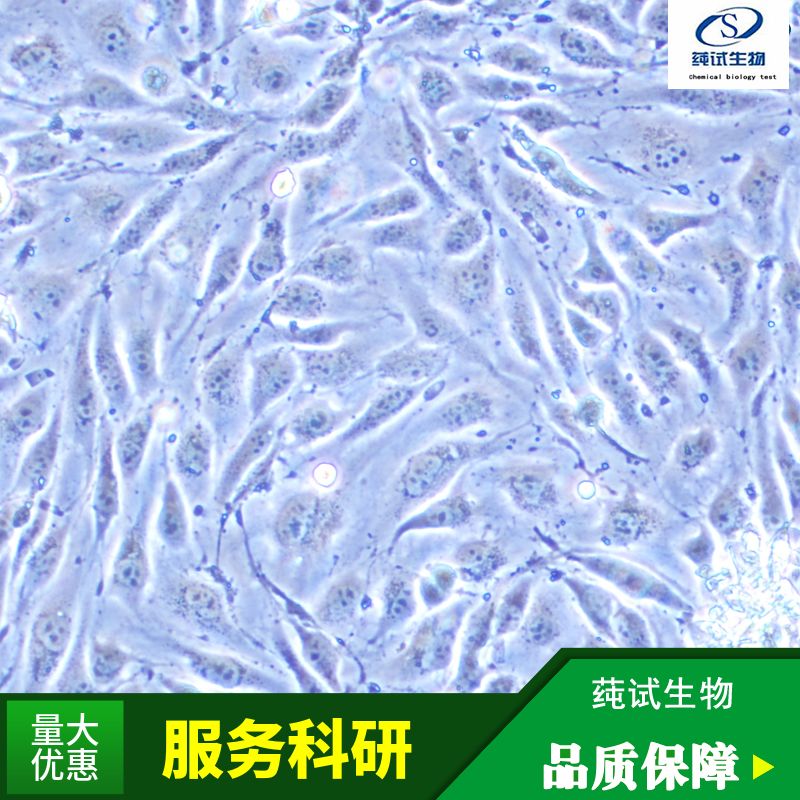HepG2(人肝癌细胞)(STR鉴定正确)