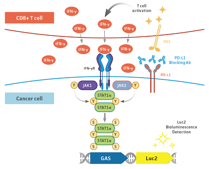 PD-L1 免疫检查点抑制剂筛选用细胞系【HCC827-GAS-Luc2】
