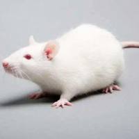 淋巴瘤模型MM.1S