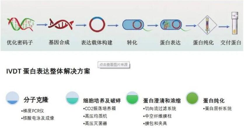 羟烷基辅酶A脱氢酶(HADH)重组蛋白Mus musculu