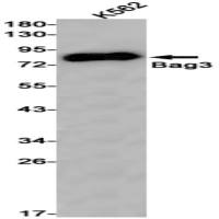 Bag3 (DGR19448) Rabbit mAb