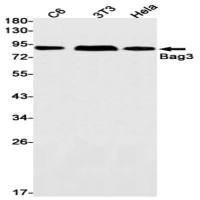 Bag3 (DGR19448) Rabbit mAb