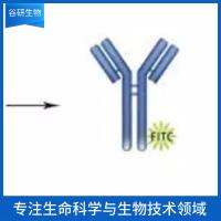 Maxi Potassium channel beta抗体