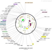 pCMV-SPORT6-ELMO2(1同义突变)质粒价格