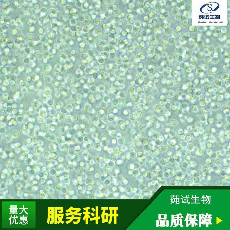 CTLA4 Ig-24(中国仓鼠卵巢细胞)