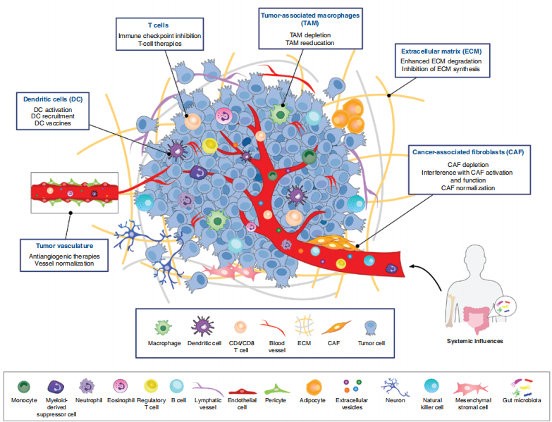 全面解析！靶向VEGF重塑肿瘤微环境策略