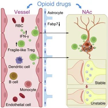 【Cell】 | 厦门大学团队应用 CyTOF技术助力药物成瘾免疫关联机制研究