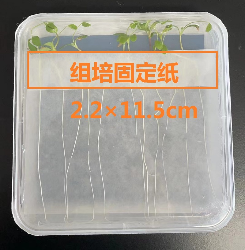 植物组培支撑纸