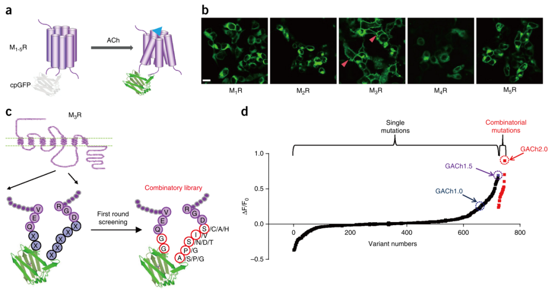 魅力探针，点亮神秘大脑：北京大学李毓龙实验室在可遗传编码神经递质荧光探针领域近五年的研究成果集锦
