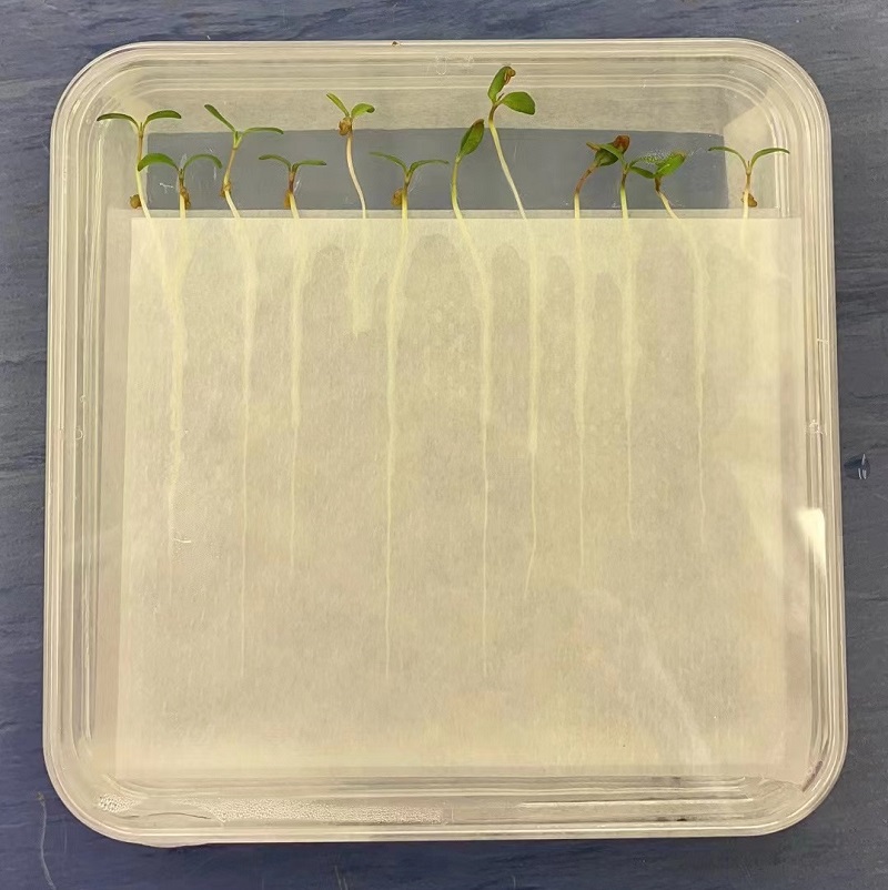 植物组培支撑纸