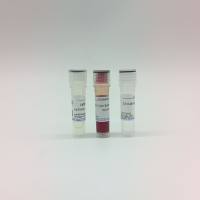 快速内切酶SacII