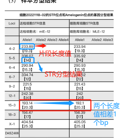 小鼠细胞STR鉴定的检测问题和结果解释