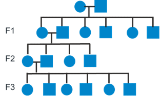 小鼠基础知识十一｜如何制定合适的繁育策略