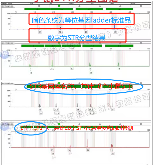小鼠细胞STR鉴定的检测问题和结果解释