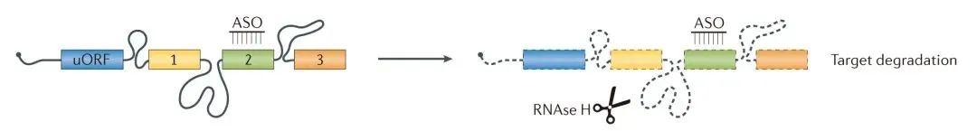 【更新20230213】动物用ASO案例应用策略解析丨含动物造模、实验处理、给药方式、给药剂量……