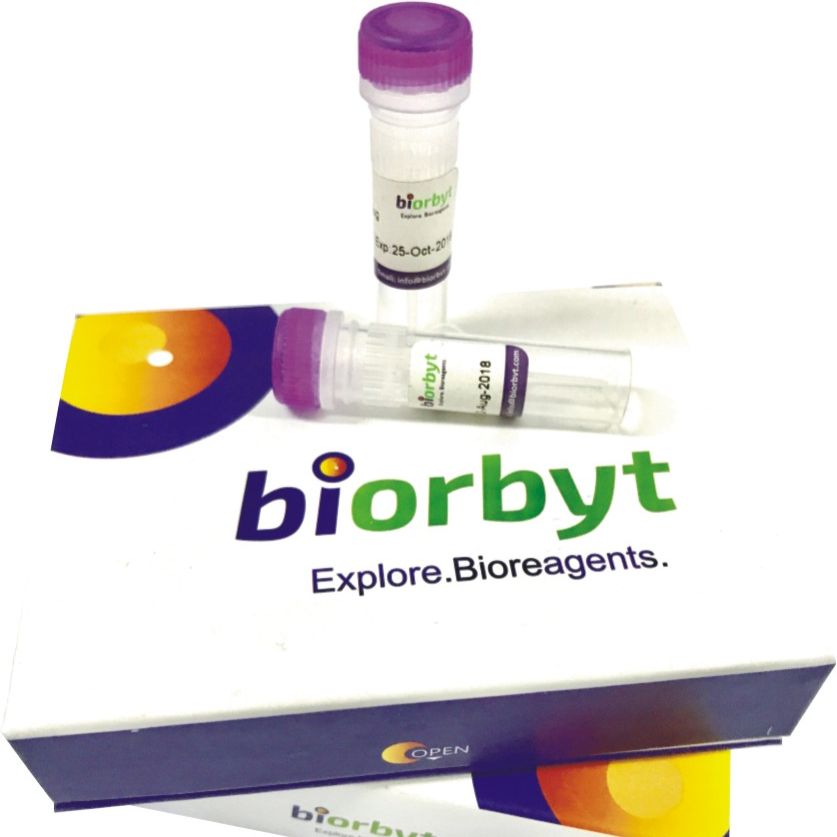 PYCARD 多肽，orb1234553，biorbyt