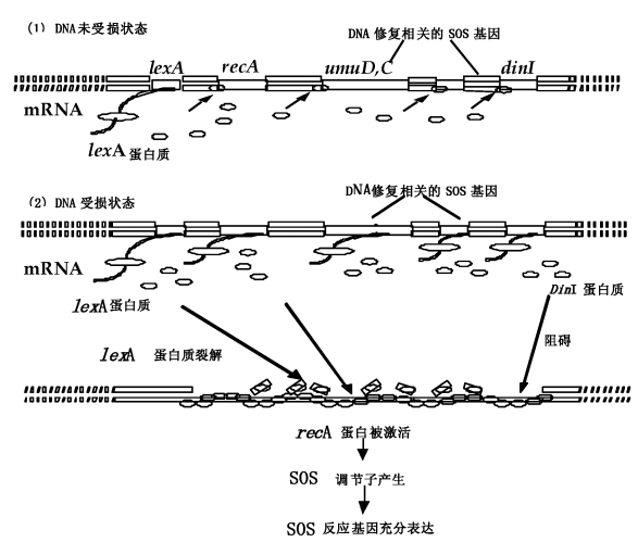 新品推荐 | SOS/umu遗传毒性检测试剂盒