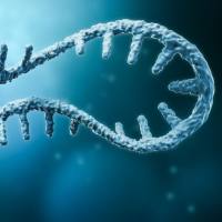 长链非编码 RNA 测序（LncRNA）