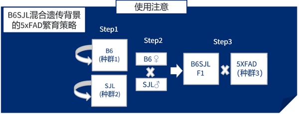 小鼠基础知识十｜买买买避坑攻略，J 博士教你引进繁育对的注意事项
