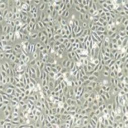 5637 人膀胱癌细胞（提供STR鉴定报告）