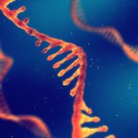 环状 RNA 测序(circRNA)