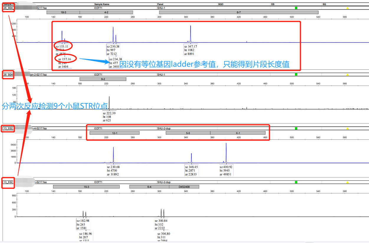 小鼠细胞STR鉴定的检测问题和结果解释