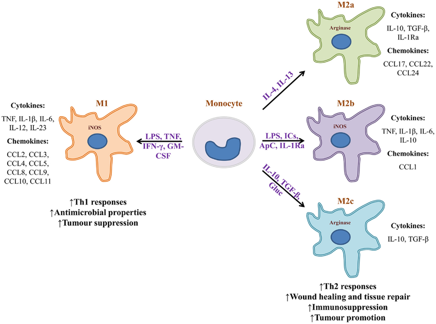关于巨噬细胞表型极化及相关细胞因子
