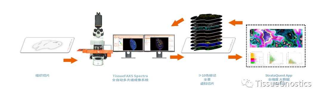 助力2023国自然选题 | TissueFAXS Cytometry全景组织流式定量分析技术