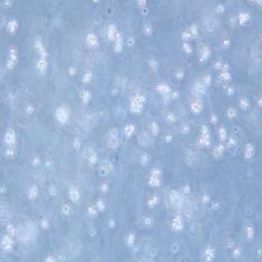 BALL-1人B淋巴细胞白血病细胞(提供STR鉴定报告)