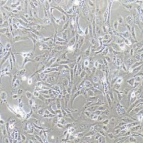 786-O人肾透明细胞癌细胞（提供STR鉴定报告）