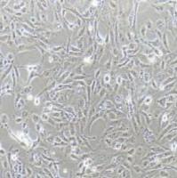 786-O人肾透明细胞癌细胞(提供STR鉴定报告)