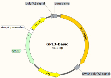 基因启动子序列查找和转录因子预测