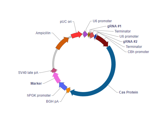 哺乳动物基因编辑gRNA和Cas9共表达质粒载体