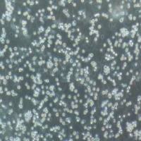 CCRF-CEM人急性淋巴细胞白血病细胞